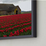 "Still Blooming" - Art Print in red tulips by Sea and Sky - Frame Close-up