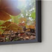 "Lost in the Redwoods" - Art Print in Red Clover by Kate Binns - Frame Close-up
