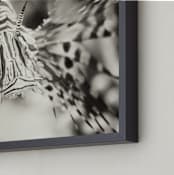 "Lionfish" - Art Print in Black and White by Sara Heilwagen - Frame Close-up