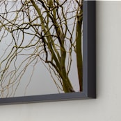"Dry vegetation over a lake" - Art Print in Dark Olive Green by Celia Maria - Frame Close-up