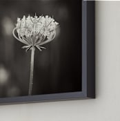 "Lace Bloom" - Art Print in Black and White by Sara Heilwagen - Frame Close-up