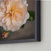 "English Garden Rose" - Art Print in Peachy by Ilze Lucero - Frame Close-up