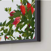 "A hummingbird in action" - Art Print in chalet green by Celia Maria - Frame Close-up