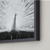 "Strut" - Art Print in Black and White by Sara Heilwagen - Frame Close-up