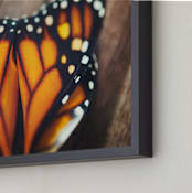 "Monarch Study #3" - Art Print in Monarch Orange by Stacy Kron - Frame Close-up