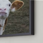 "Sweet fudge" - Art Print in warm brown by Lying on the grass - Frame Close-up