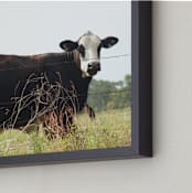 "Texas Cow" - Art Print in Blue by Jennifer Matlock - Frame Close-up