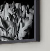 "Top of the Petals" - Art Print in black and white by Alexis Arnold - Frame Close-up