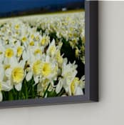 "Cheerful Daffs" - Art Print in Stormy yellow by Sea and Sky - Frame Close-up