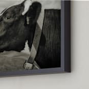 "Black & White Cow" - Art Print in black by Alexis Arnold - Frame Close-up
