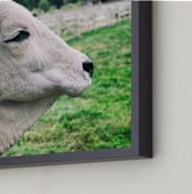 "Brahman Cattle" - Art Print in grey by Alexis Arnold - Frame Close-up