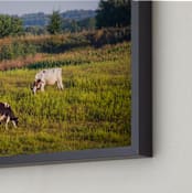 "Cows in the pasture" - Art Print in Calm Orange by Lying on the grass - Frame Close-up