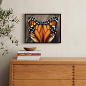 "Monarch Study #3" - Art Print in Monarch Orange by Stacy Kron - In a Room