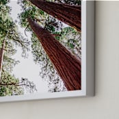 "Soaring Sequoias" - Art Print in Sequoia Green by Matthew Sampson - Frame Close-up