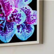 "Vivid Butterfly Orchid" - Art Print in Electric blue by Elena Kulikova - Frame Close-up
