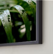 "Subdued" - Art Print in Palm by Three Wings North - Frame Close-up