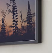 " Sunset among the grasses III" - Art Print in Red Fiery Violet by Lying on the grass - Frame Close-up