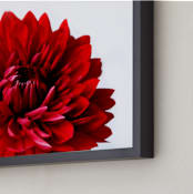 "Bold Dahlia" - Art Print in Crimson by Three Wings North - Frame Close-up