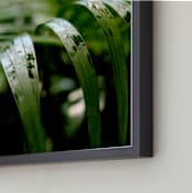 "Subdued" - Art Print in Palm by Three Wings North - Frame Close-up