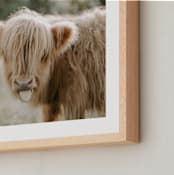 "The Silly Little Cow" - Art Print in Blondie by Chelsea Victoria - Frame Close-up