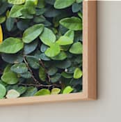"Heart of the Ivy" - Art Print in Ivy by Sara Heilwagen - Frame Close-up