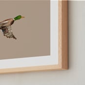 "Mallards in Flight 1" - Art Print in Neutral by Anee Shah - Frame Close-up