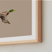 "Mallards in Flight 1" - Art Print in Neutral by Anee Shah - Frame Close-up