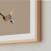 "Mallards in Flight 2" - Art Print in Neutral by Anee Shah - Frame Close-up
