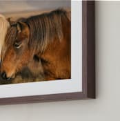 "Icelandic Horses II" - Art Print in Golden by Crystal Lynn Collins - Frame Close-up
