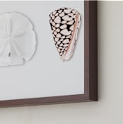"Shell Collection" - Art Print in Lobster Bisque by Artsy Canvas Girl Designs - Frame Close-up