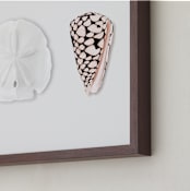 "Shell Collection" - Art Print in Lobster Bisque by Artsy Canvas Girl Designs - Frame Close-up