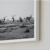 "tule elk" - Art Print in black and white by Crystal Lynn Collins - Frame Close-up