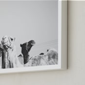 "Leader of the Pack" - Art Print in Black and White by Heather Marie - Frame Close-up