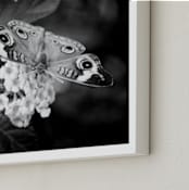 "Common Buckeye" - Art Print in dark gray by Donna Rosser - Frame Close-up