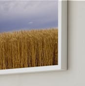 "Tall Wheat and Subtle Cloud Formations" - Art Print in Golden Wheat by Kathy Van Torne - Frame Close-up
