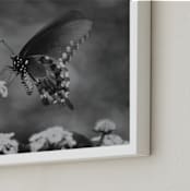 "Black Swallowtail" - Art Print in black by Donna Rosser - Frame Close-up