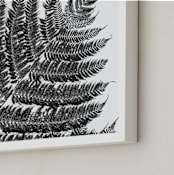"Plant Study" - Art Print in Black and White by Kaitlin Rebesco - Frame Close-up