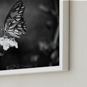"Gulf Fritillary" - Art Print in black by Donna Rosser - Frame Close-up