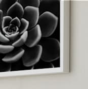 "BW Succulent" - Art Print in black by Alexis Arnold - Frame Close-up