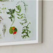 "Modern Herb Garden" - Art Print in Basil Green by Kate Wong - Frame Close-up