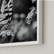 "Tiger Swallowtail" - Art Print in black by Donna Rosser - Frame Close-up
