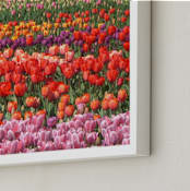 "Tulip Power" - Art Print in red orange by Sea and Sky - Frame Close-up