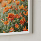 "Fall Mums" - Art Print in Fall by Erin Niehenke - Frame Close-up