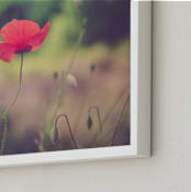 "Red Poppy Flower" - Art Print in khaki, smoky green, red by Lying on the grass - Frame Close-up