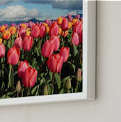 "Tulip Gardens" - Art Print in pink tulips by Sea and Sky - Frame Close-up