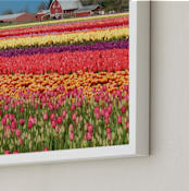 "Classic Tulip Town" - Art Print in tulip red  by Sea and Sky - Frame Close-up