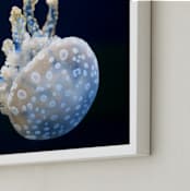 "Blue and White Jellyfish" - Art Print in Bright Blue by Gray Star Design - Frame Close-up