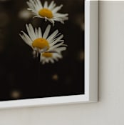 "Daisy Dreams" - Art Print in Dandelion Yellow by Hollie Renner Photography - Frame Close-up