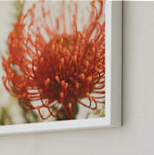 "Protea 4" - Art Print in tangerine by Kamala Nahas - Frame Close-up