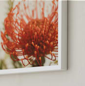 "Protea 4" - Art Print in tangerine by Kamala Nahas - Frame Close-up